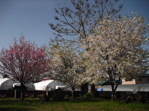 2012531.JPG