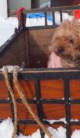飯塚雅幸＆藤間知枝の愛犬「チョコ」を雪ぞりに乗せてみました。　　