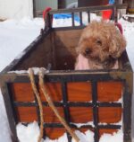 飯塚雅幸＆藤間知枝の愛犬「チョコ」を箱ぞりに乗せてみました。　　